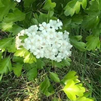 tsa_PhotoclubHomeLearning (10)